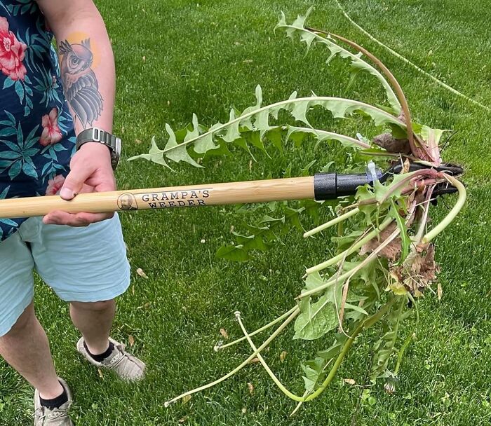 Gardening tool removing weeds on a green lawn, ideal for those who practice benign neglect in gardening.