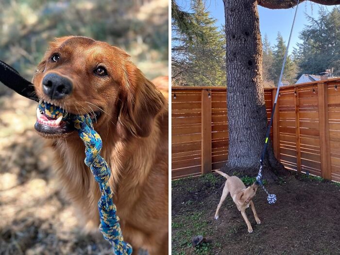  Outdoor Bungee Tug Toy: The Durable, Interactive Toy That Takes Fetch To A Whole New Level