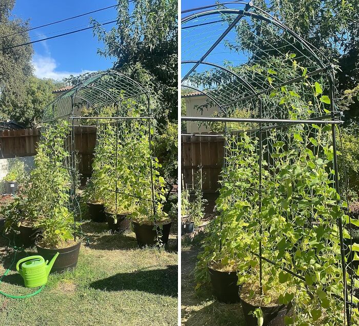 Give Your Climbing Plants The Support They Need To Reach New Heights With A Tall Metal Trellis