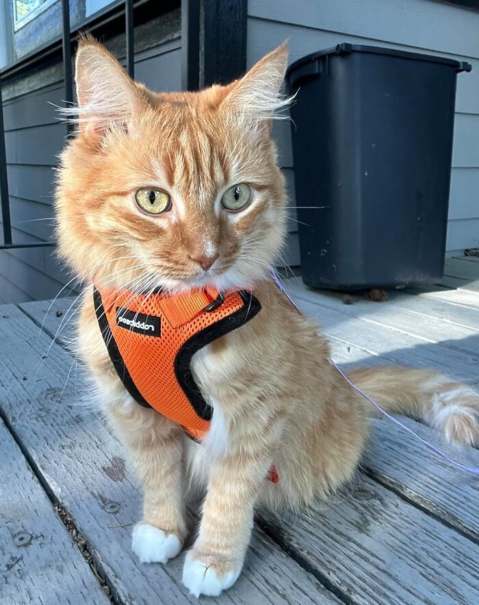 Tired Of Cooped-Up Kitties? Cat Harness And Leash Is Your Ticket To A World Of Feline Exploration