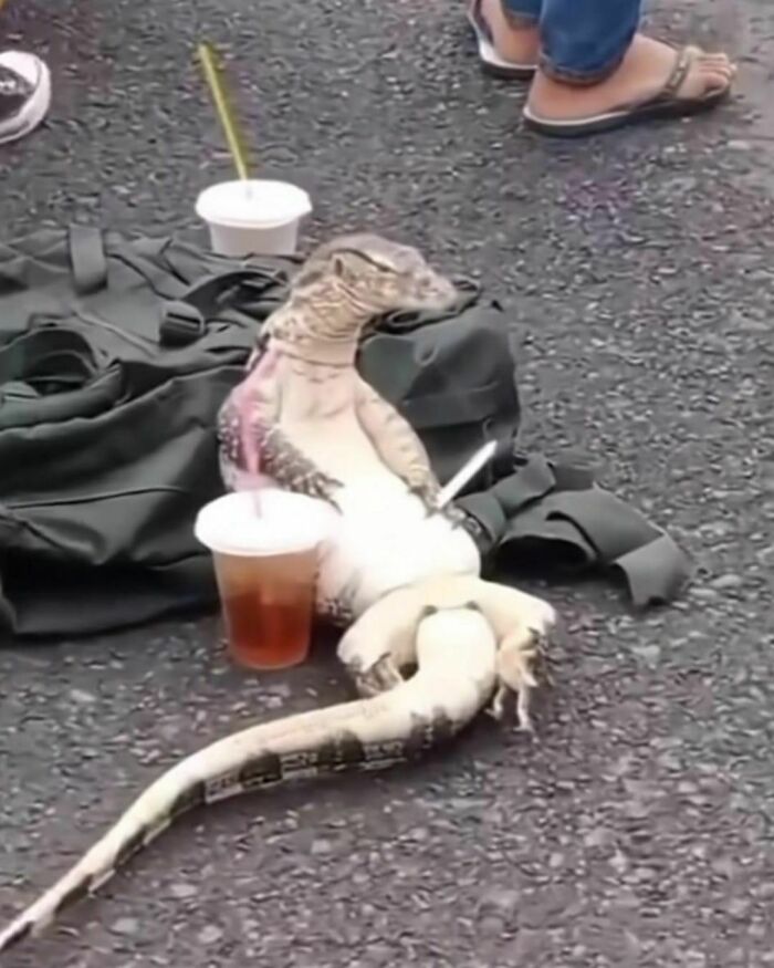 Lizard lounging on a backpack beside a drink on pavement, epitomizing a "pics that go hard" vibe.