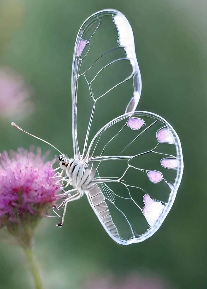 Mariposa de alas de cristal