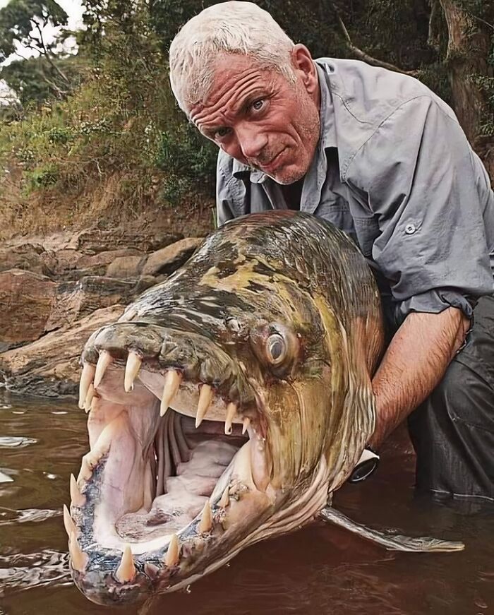 El pez tigre gigante del río Congo