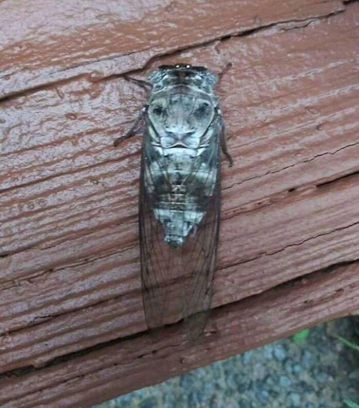 Cara de león en una cigarra