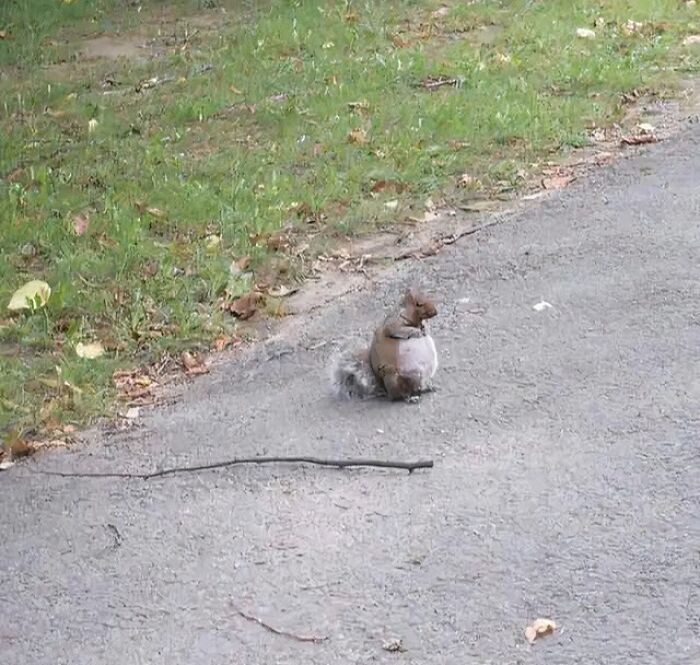 Así se ve una ardilla embarazada