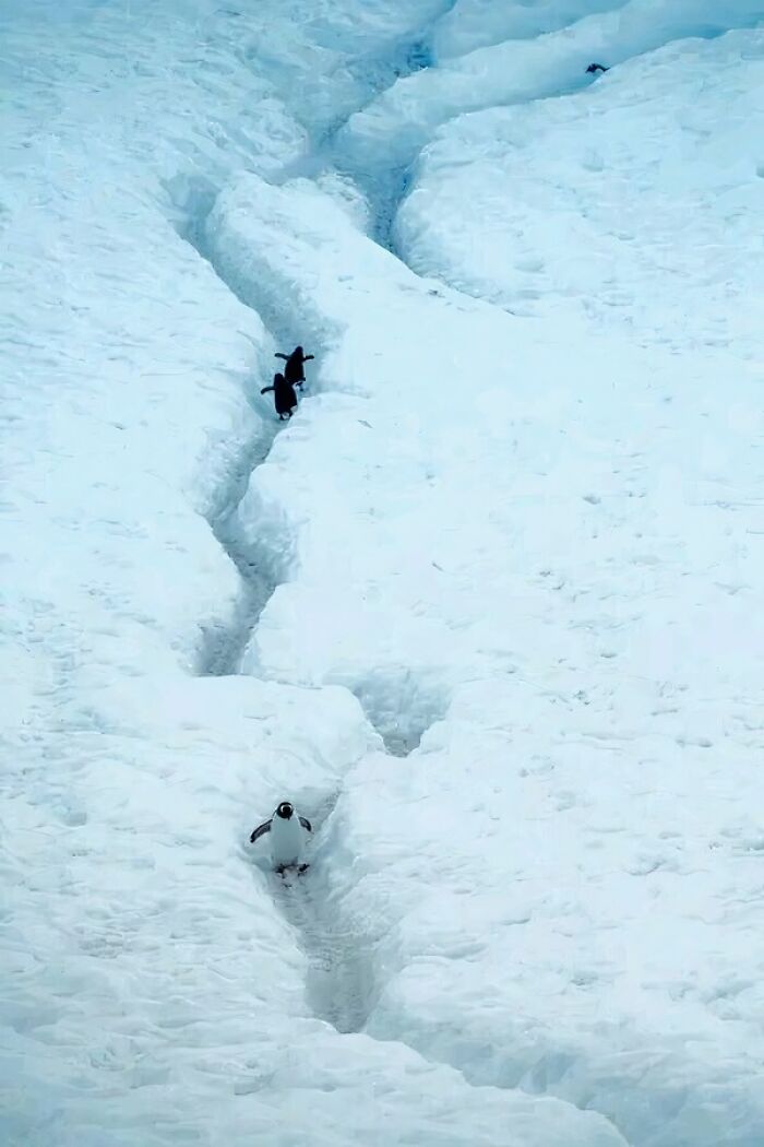En la Antártida, esto es lo que llaman autopistas. ¡Me encanta!