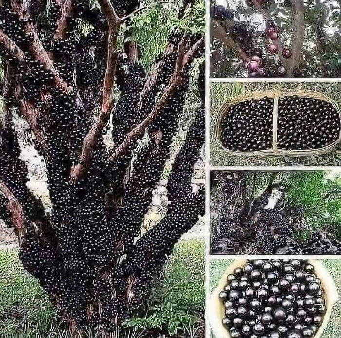 El árbol de jabuticaba es originario de América del Sur. El fruto crece directamente en el tronco y las ramas y tiene sabor a yogur de arándanos.