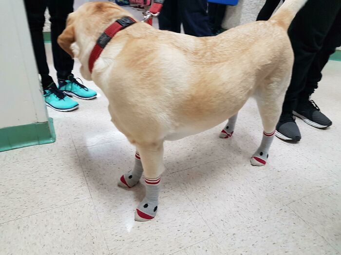 Therapy Dog At My School Has Socks So His Nails Don't Make Noise On The Floor