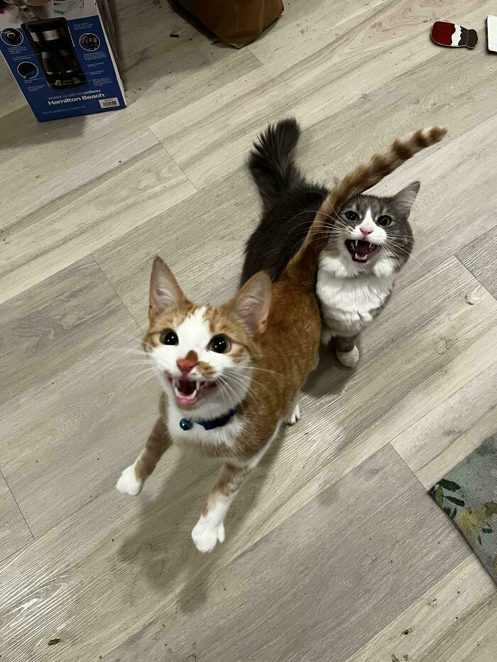 Two vocal cats on a wooden floor, embodying feline drama queens.