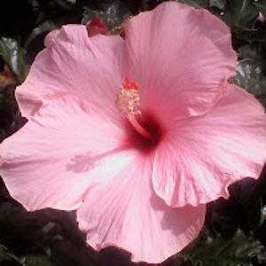 lauraharris_1 avatar