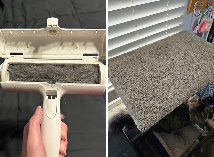 Lint roller and cat tree showcase them as cult favorites for pet owners.