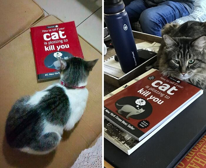 Thinking Of Adopting A Cat? Read " How To Tell If Your Cat Is Plotting To Kill You" First (Just In Case)