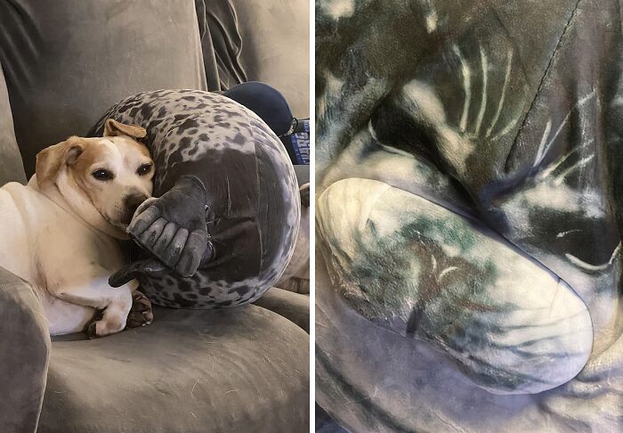 Want To Snuggle Up With The Cutest Sea Creature? This Chubby Blob Seal Pillow Is The Perfect Cuddle Buddy For All Ages