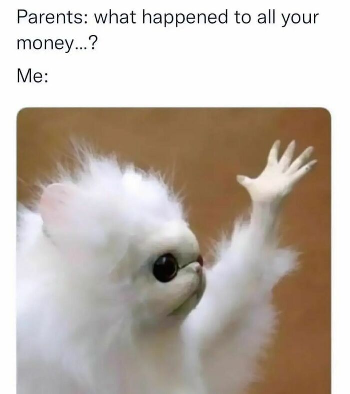 Fluffy white animal meme with text about losing money. Funny image for a good laugh.