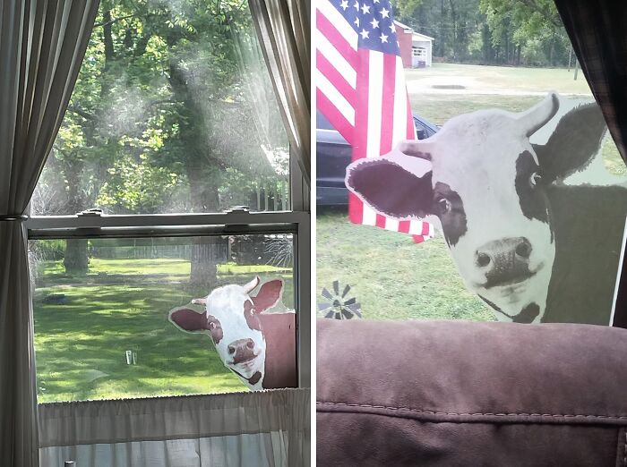 Tired Of Blending In With The Herd? This Cow Window Sticker Will Make Your Car Stand Out From The Crowd