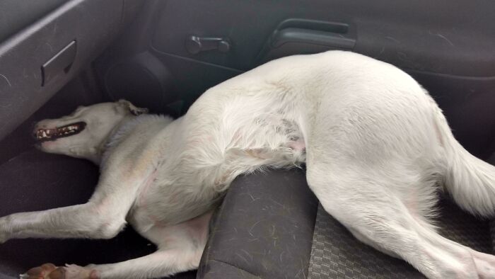 White dog lying derply across car seats, showcasing a hilariously odd and funny dog moment for dog fans.