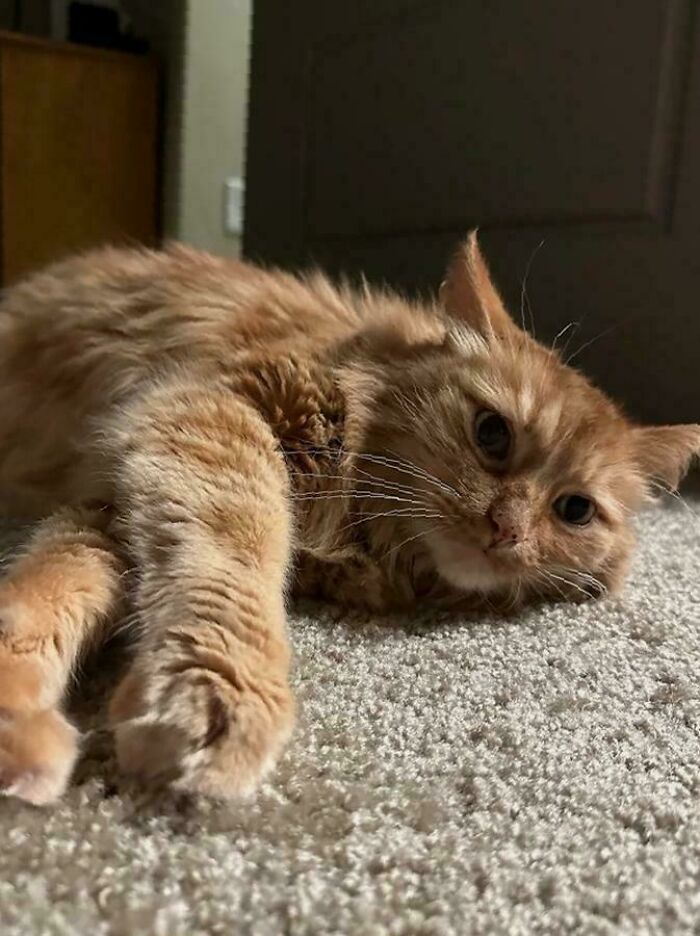 Adopted 11-Year-Old Whiskers This Past Weekend