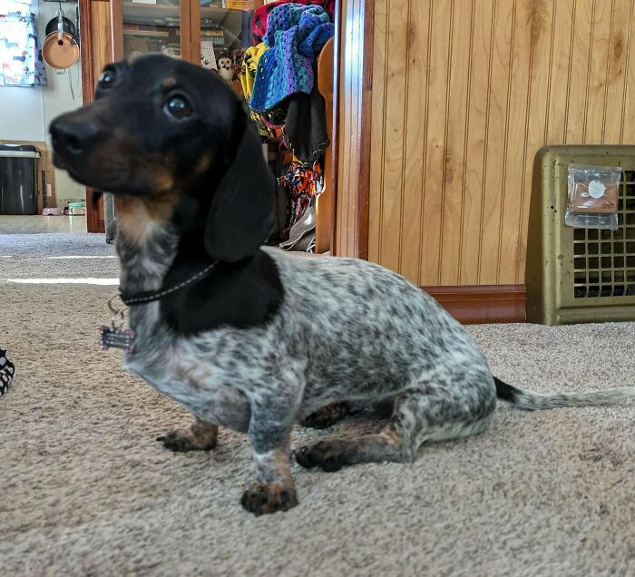 We Adopted Gertie Yesterday. She Wanted To Say Hi 