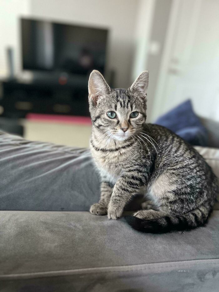 My Wife And I Adopted This Little Dude Last Weekend