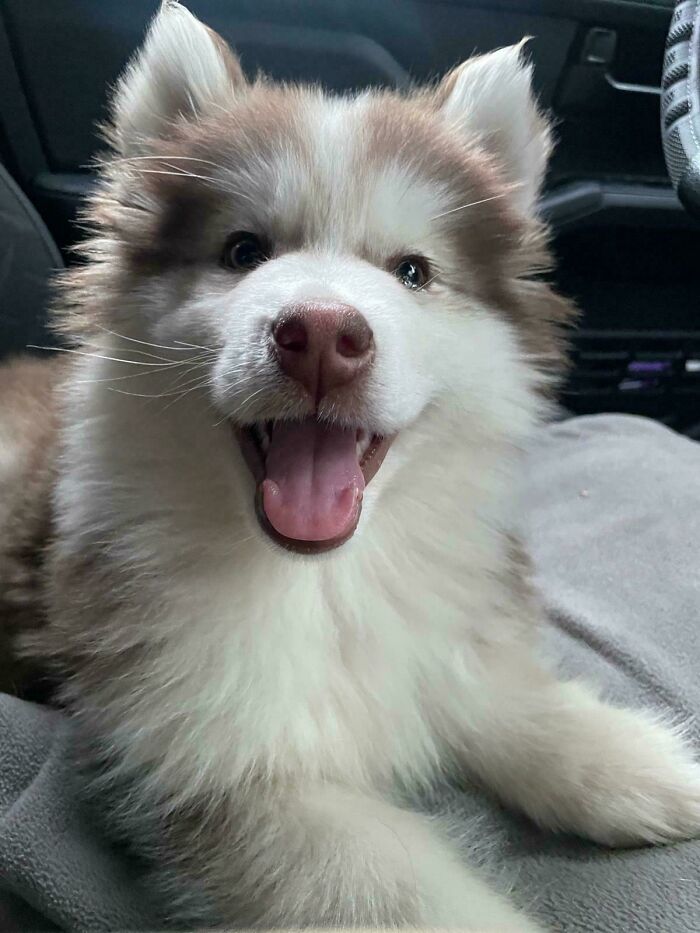 Just Adopted This Thing. How Is This Cuteness Even Possible