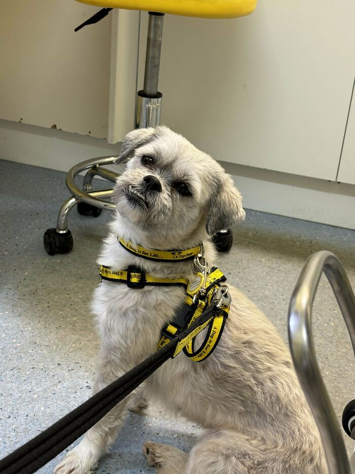 We Adopted Minnie The Lhasa Apso And She Is Everything We’ve Been Looking For And More!!