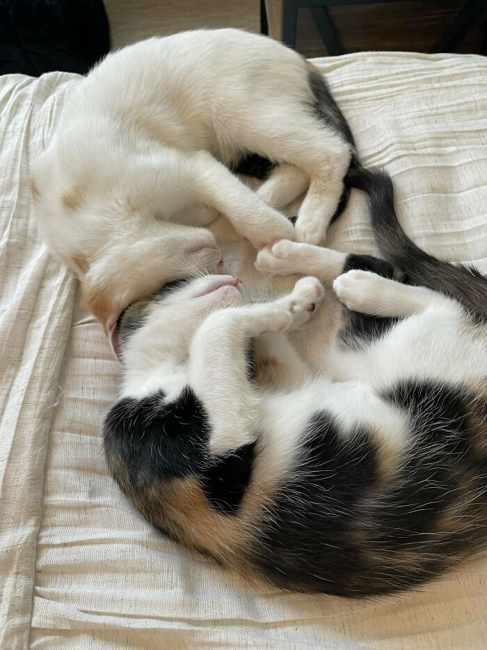 Adopted These Kitties A Few Weeks Ago