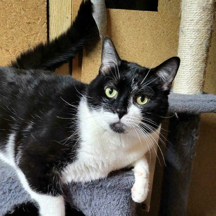 Just Adopted This Beautiful Kitty. She Loves Sitting On Her Favorite Spot By The Window