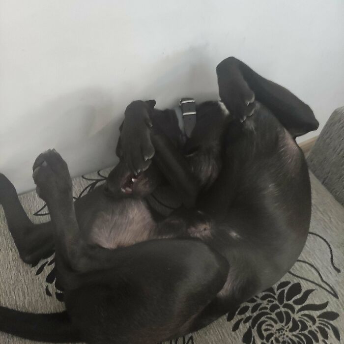 We Adopted A Goofball. Caesar Seems Happy About It