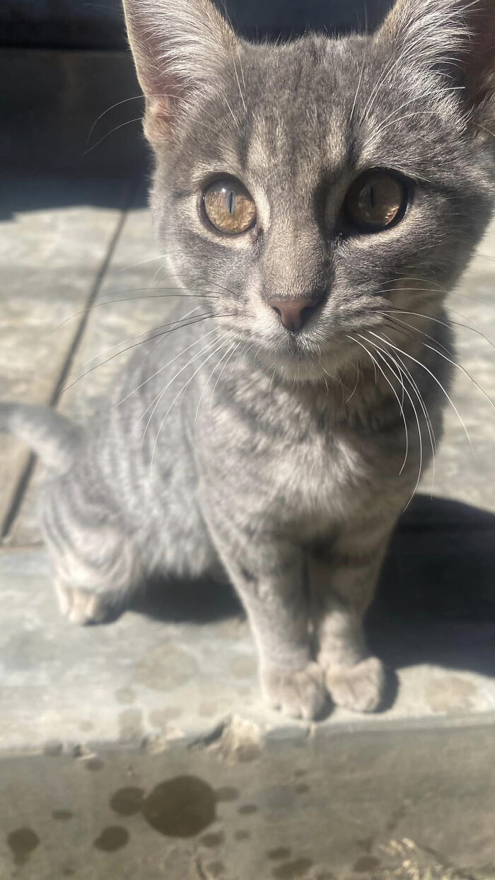 His Name Is Rael, I Adopted Him, It Makes Me Very Happy (I Recommend Adopting And Not Buying Hehe)