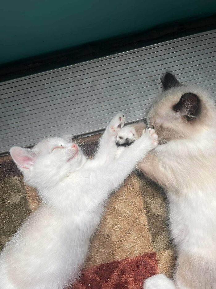 My Sister Adopted Both Haru & Hana!!