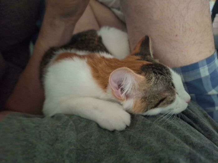 Adopted Our Foster Cat, Best Decision Ever