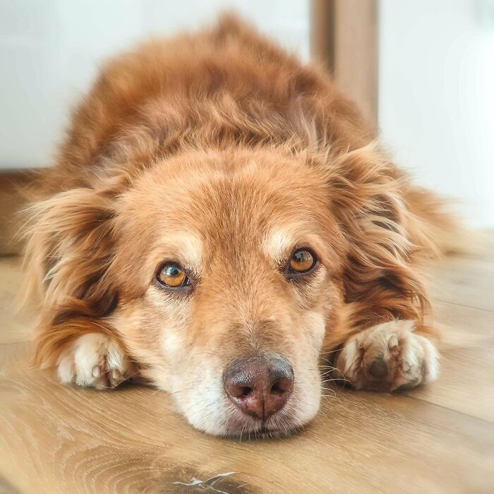 My Adopted Boyo, Ginger