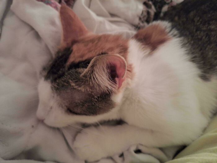 The Most Loving Foster We Ever Had, My Favorite Adoption