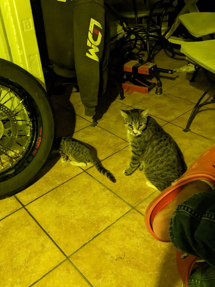 My Cat Has Adopted A Miniature Version Of Himself