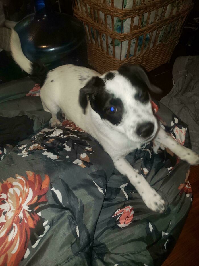 My Best Friend Adopted A New Puppy, And They Decided To Visit Me A Few Weeks Back. His Name Is Loki!