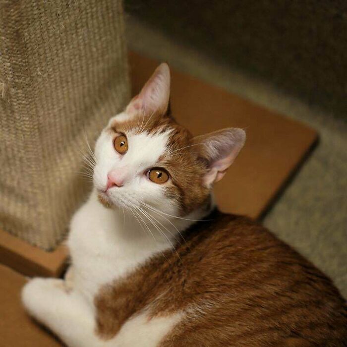 After Waiting Almost His Entire Life Of 10 Years, Carrot Was Adopted. I Cried. I Ugly Cried. His New Forever Fam Learned How To Express His Bladder. Six Months Old, Unknown Injury, 9.5 Years At The Shelter. Adopted. A D O P T E D!!!!!!