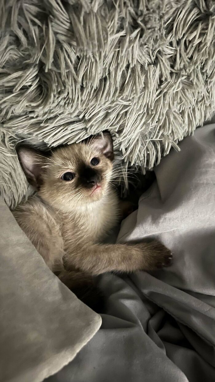 My Mother Found Her In The Trash, We Adopted Her