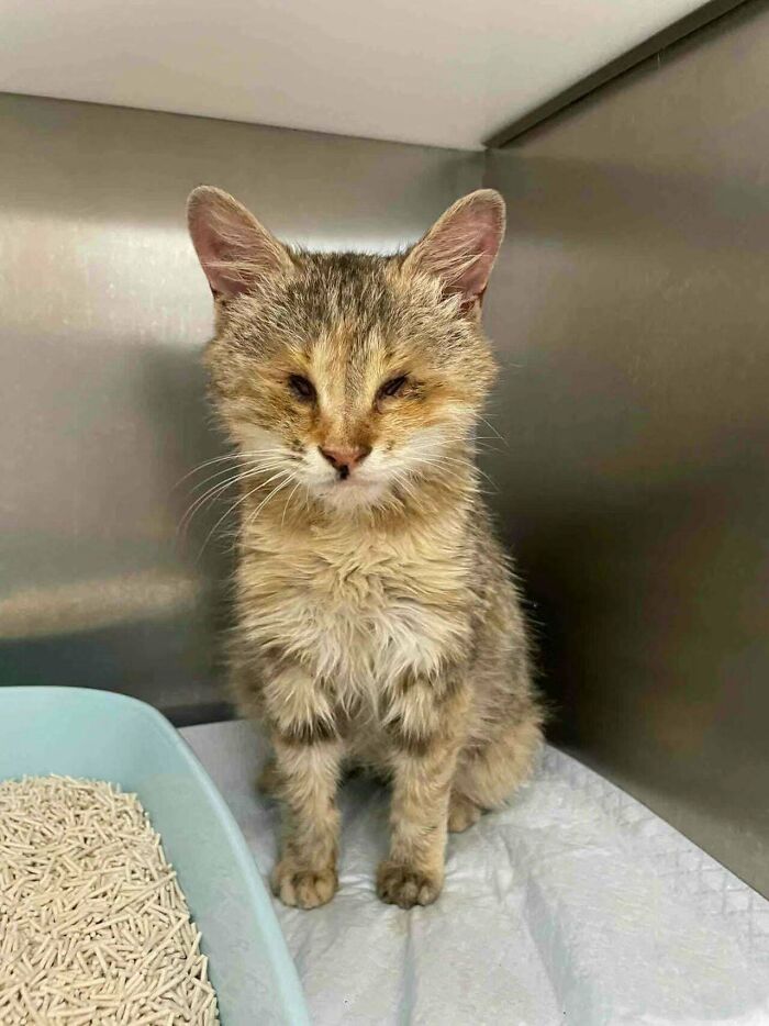 Just Adopted A Half Blind Kitten. Anyone Has Any Suggestion For Take Good Care Of This Special Kid? Thanks