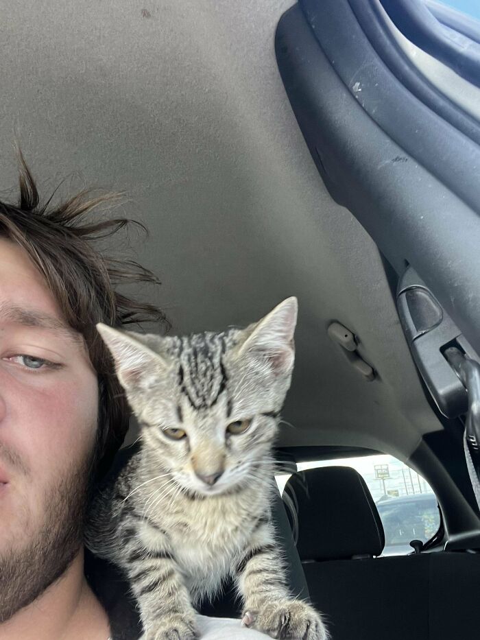 I Got Adopted By Cat Today