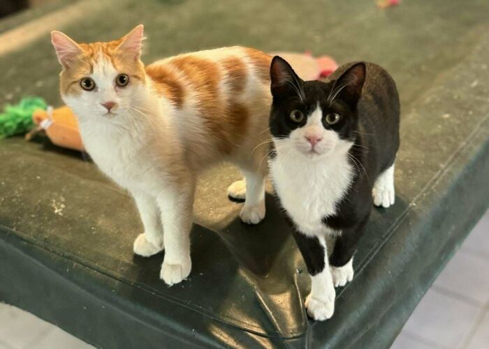 I’ve Been Kinda Lonely Lately, So I’m Adopting These Cuties On Friday ! I Need Help With Names