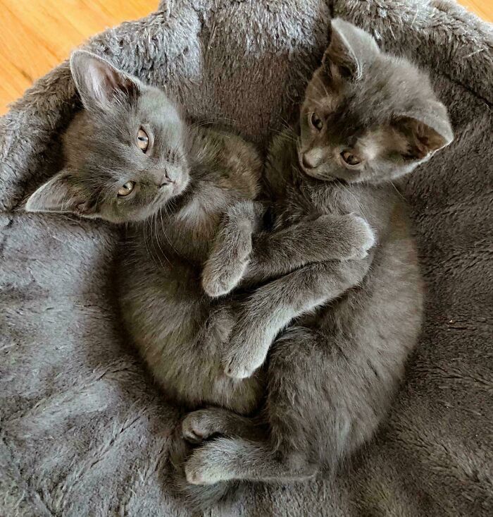 How Could I Not Adopt Both