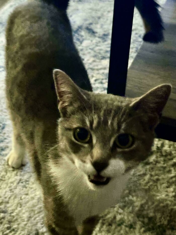 Second Day Of Adoption, And She Came Out Of Hiding! She’s Exploring My Apartment Now