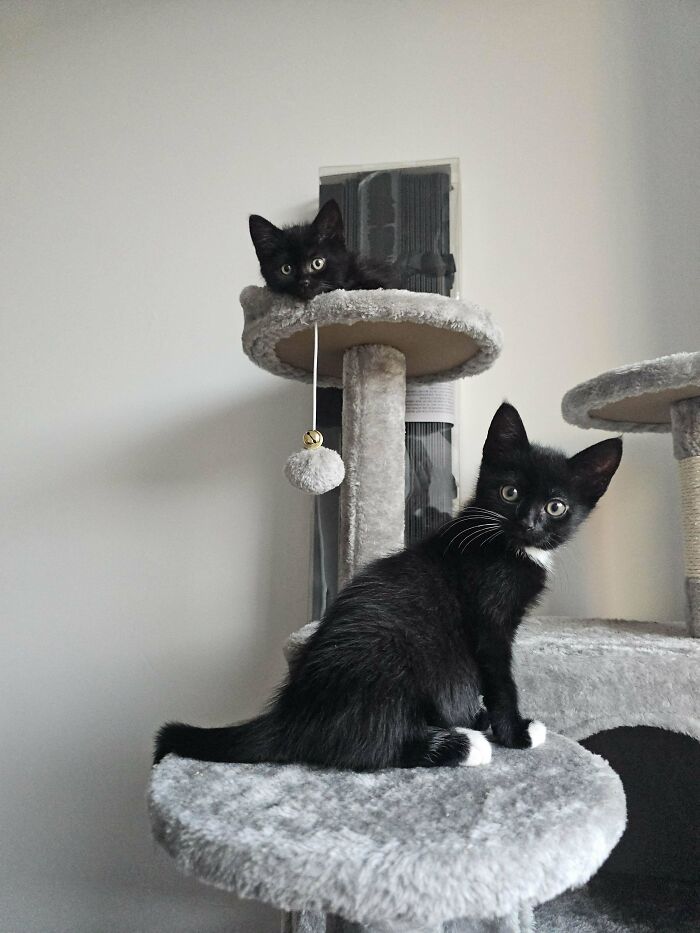 I've Been Waiting 6 Years To Adopt. I Finally Did. World, Meet Steve And Eli