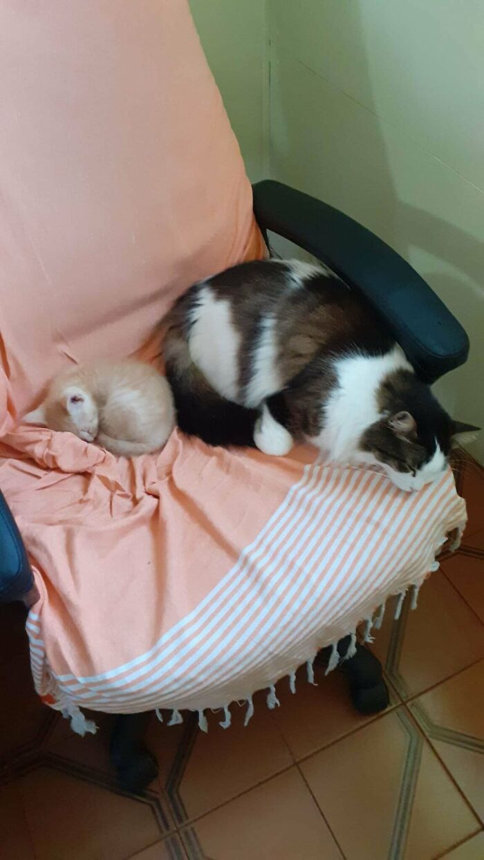 I Have A Cat, Nala, Who Steals My PC Chair, Now I Adopted Another Cat, Spike, And Now I Have 2 Stealers Xd