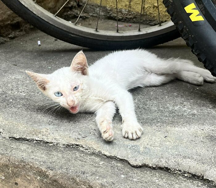 Recently Adopted This Stray Kitten — How Do I Go About It?