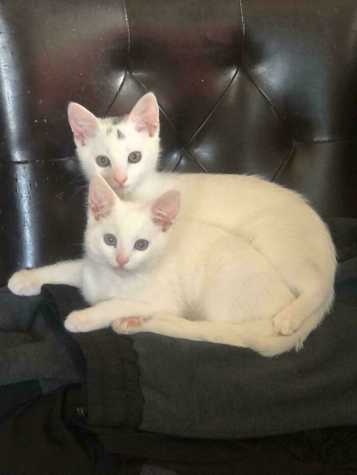 My Mom Just Adopted These Babies And They Already Stole My Heart