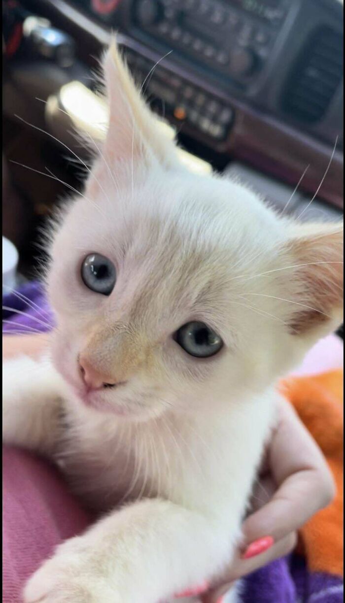 Meet Goose . My Cat Of 10yrs Passed Away 9 Days Ago So I Have Adopted This Little Ray Of Sunshine