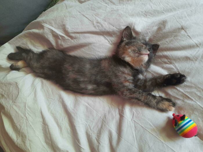 Just Adopted A Kitten