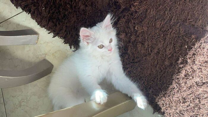 I’m Adopting This Little Guy Tomorrow!