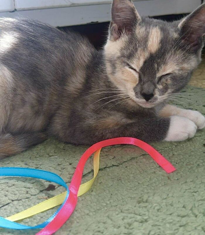 I Get To See You Guys Posting Pictures Of Your Newly Adopted Babies All The Time. I Didn’t Think I Would Get Another One, But Meet Tuesdae